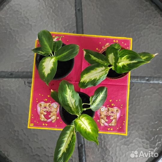 Цветы Диффенбахия