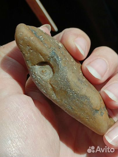 Окаменелости лотом