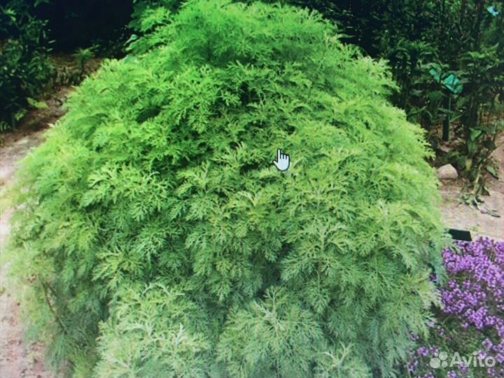 Божье дерево