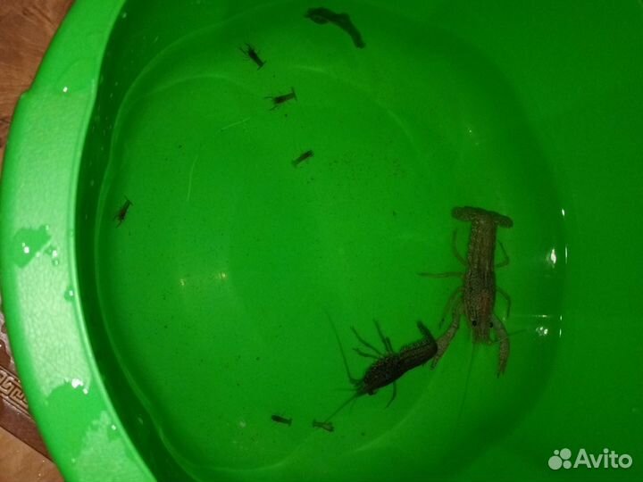 Мраморный рак