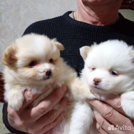 Щенки померанского шпица белый