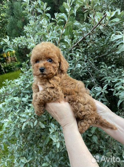 Мальтипу f1 мини девочка