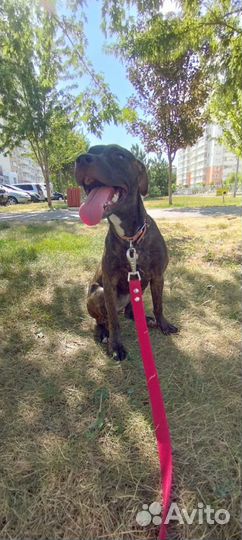 Питбуль прайтер