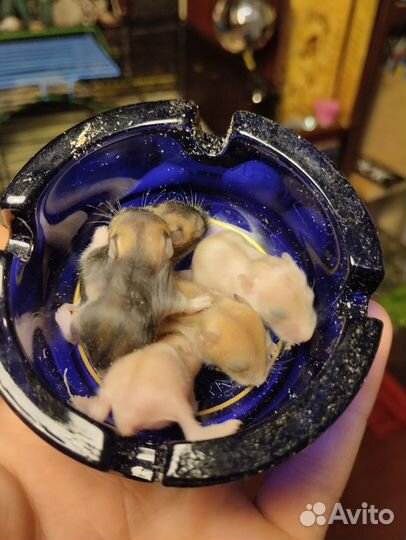 Джунгарский хомяк малыши бронь