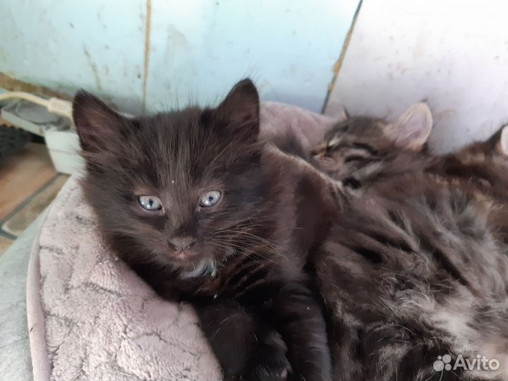 Котята от норвежской лесной кошки