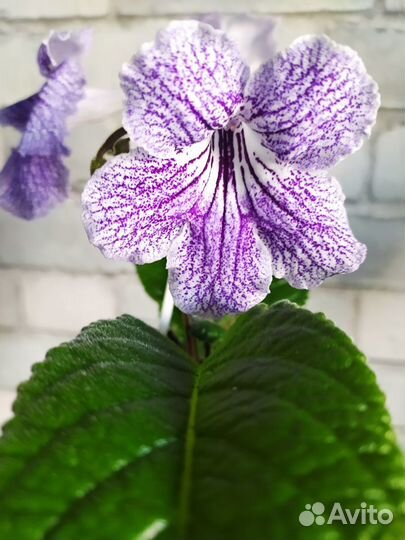 Стрептокарпусы в сине-голубых оттенках