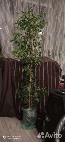 Фикус бенджамина