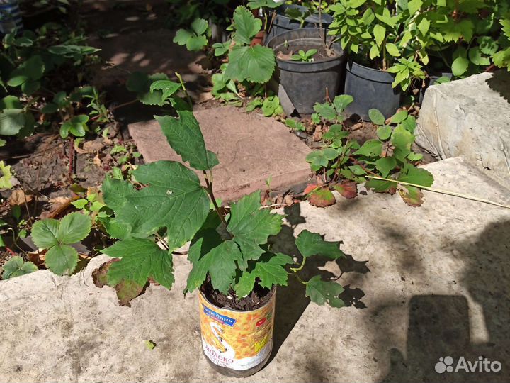 Калина Бульденеж