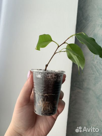 Фикус бенджамина