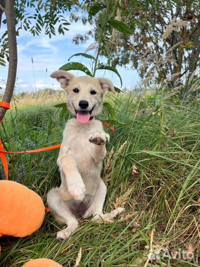 Симочка милый щенок