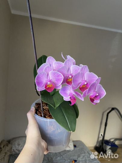 Орхидея фаленопсис sogo vivienne