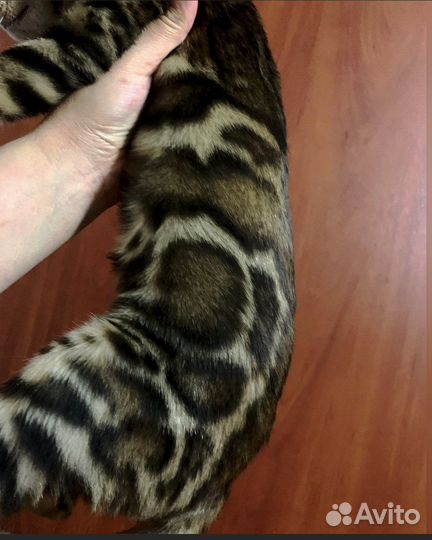 Бенгальские котята