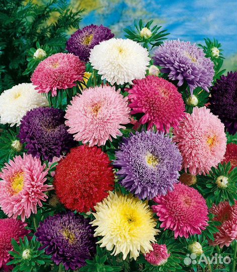 Астра веселые помпоны смесь сортов