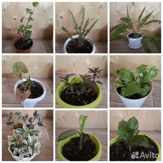 Комнатные цветы