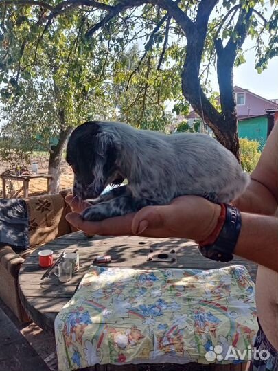 Русский охотничий спаниель щенки