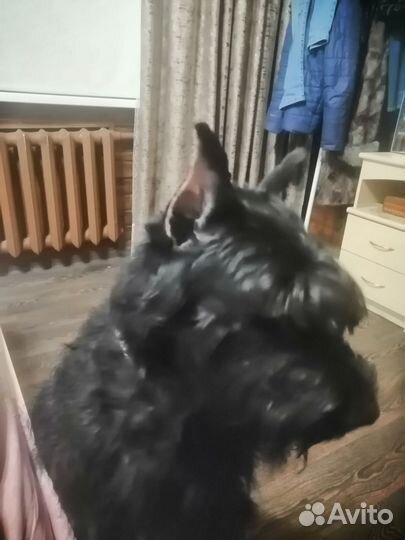 Ризеншнауцер вязка