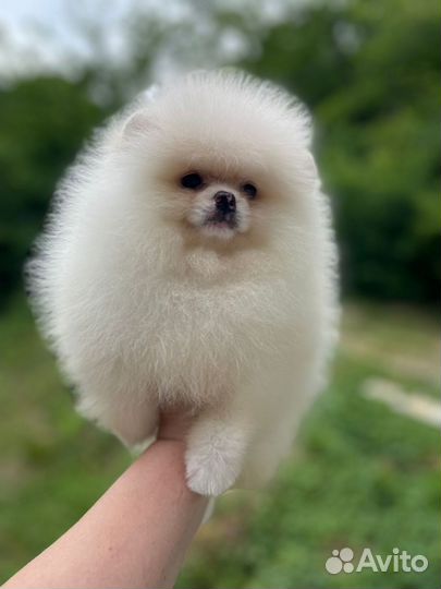 Мальчики померанского шпица РКФ