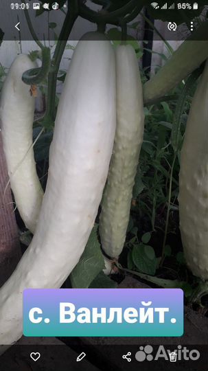 Семена огурцов