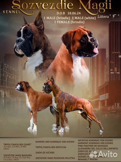 Щенки боксера