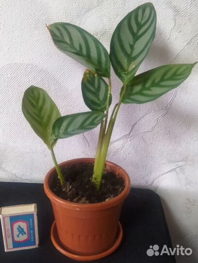 Калатея ктенанта