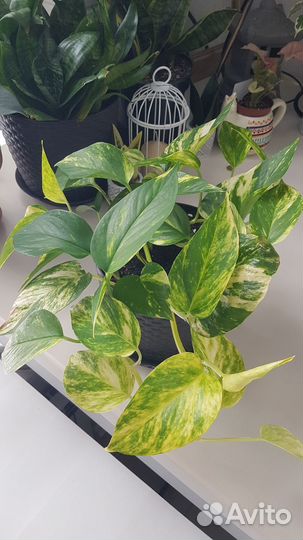 Эпипремнум