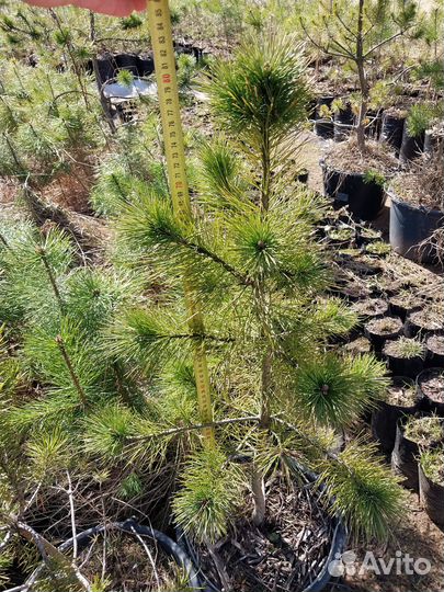 Сосна обыкновенная