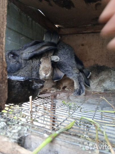 Продам кроликов