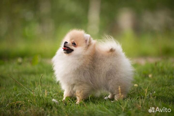 Щенки шпица