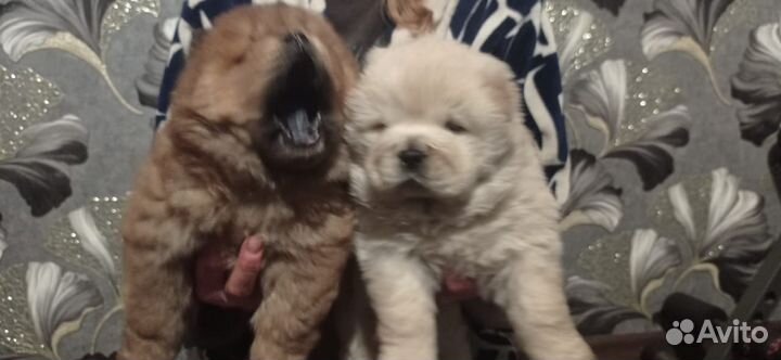 Чау-чау, разные окрасы