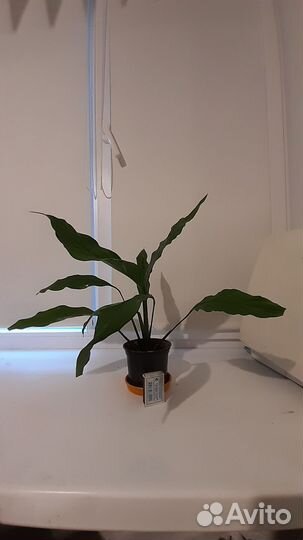 Спатифиллум