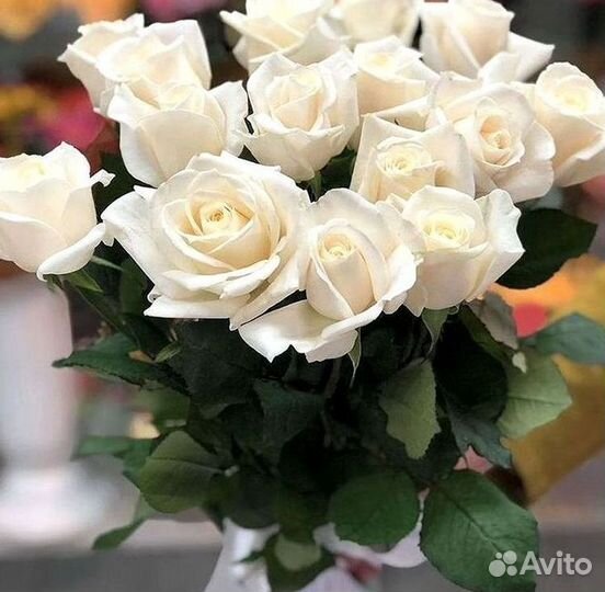 101 Роза Цветы Букеты 51 25 Роз Доставка