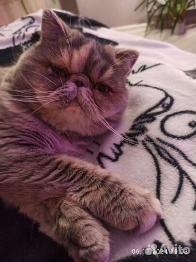 Экзотическая, ищем жениха