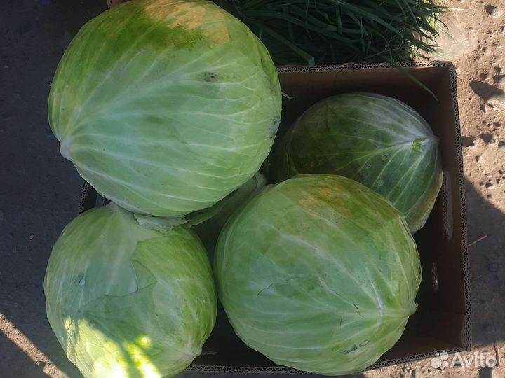 Капуста белокочанная засолочная