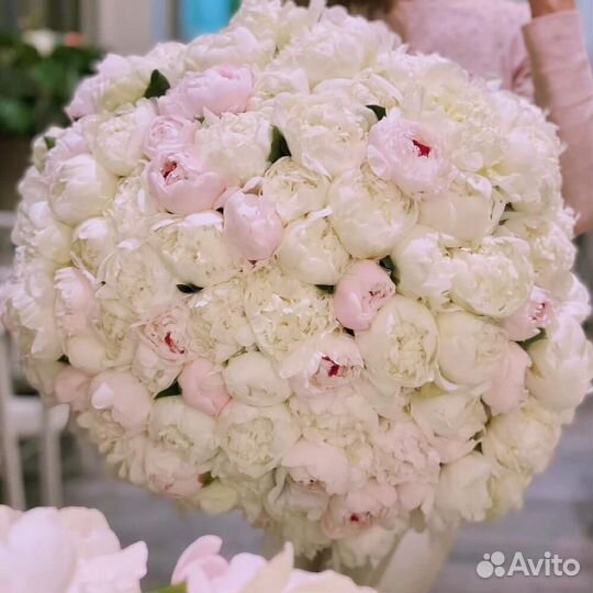 Свежие пионы, цветы от производителя. 24/7