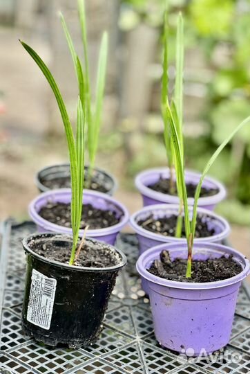 Финиковая пальма