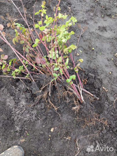 Отдам саженцы ежевики