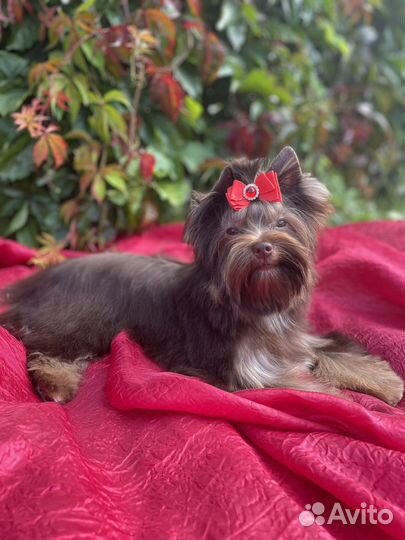 Шоколадный йорк,девочка
