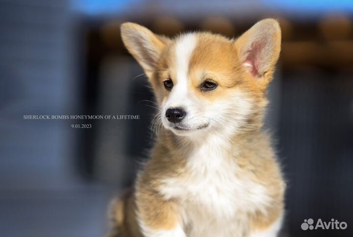 Корги девочка