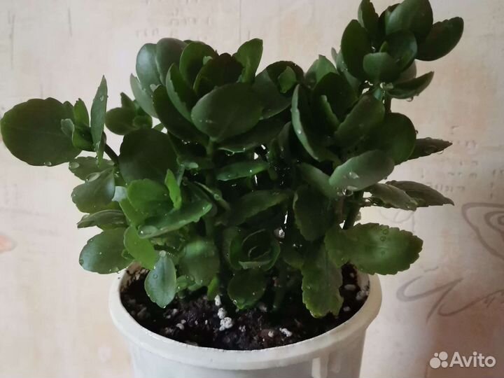 Каланхоэ, толстянка, декабрист, санса, эуфорбия