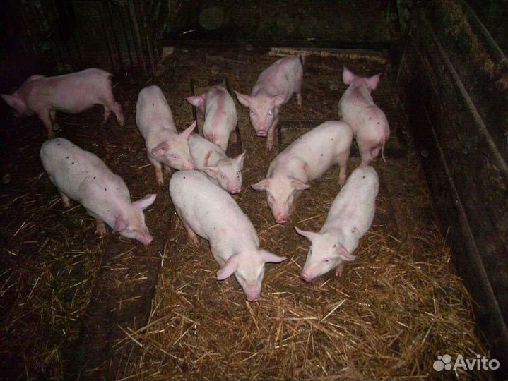 Поросята