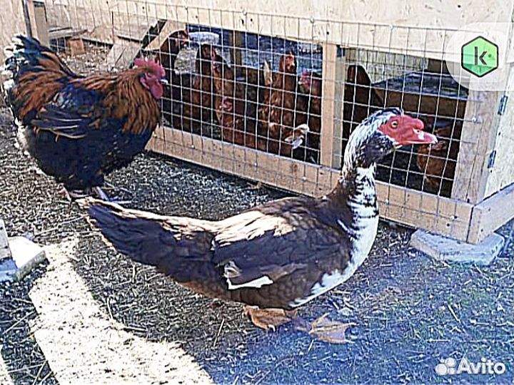 Мускусные утята, утки и селезень