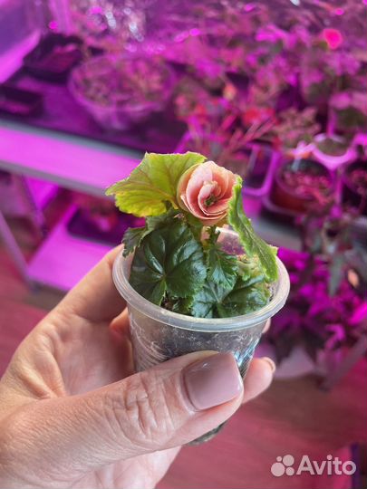 Бегония элатиор