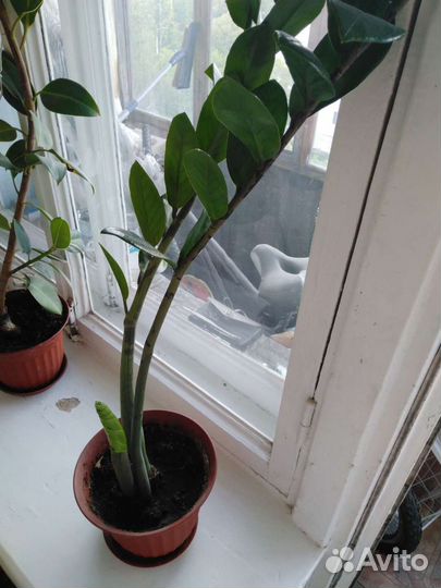 Замиокулькас или долларовое дерево