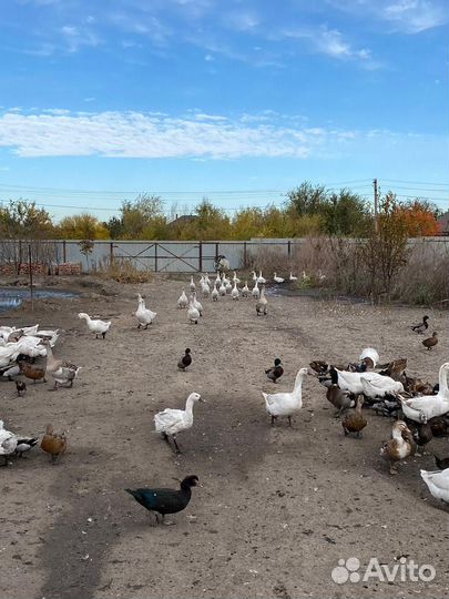 Гуси живые