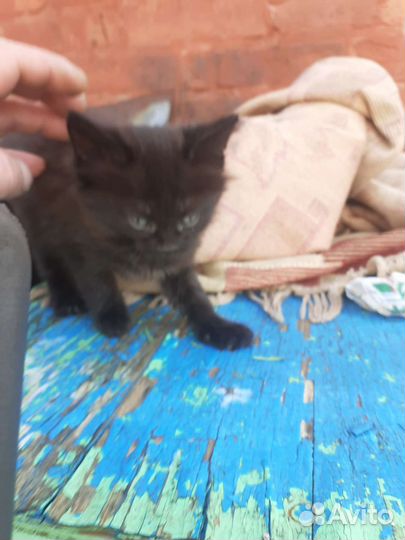 Котята отдам в добрые руки бесплатно