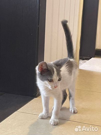 Котенок девочка 2 месяца