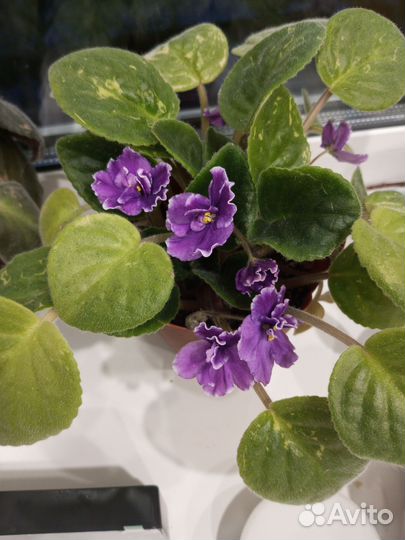 Глоксиния, фиалка