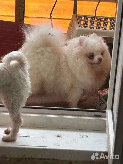 Две сестрёнки в поисках дома