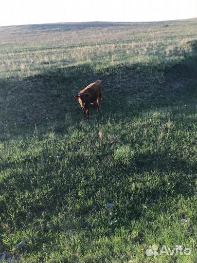 Продам бычков