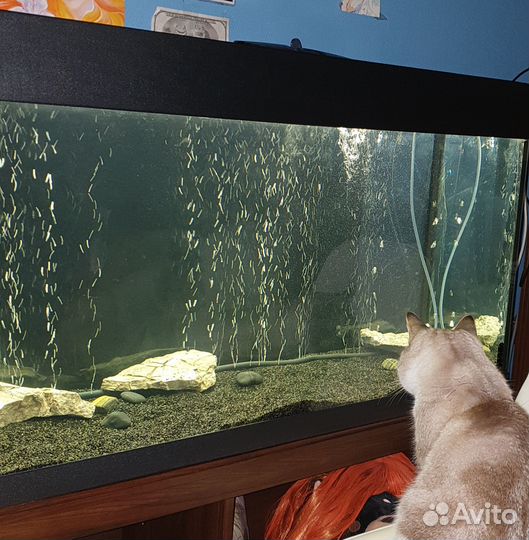 Аквариум 175 литров + оборудование